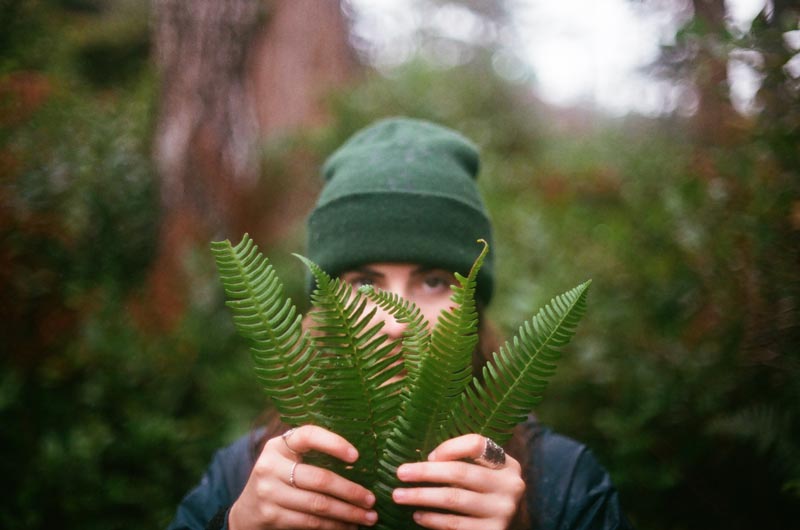 Ferns